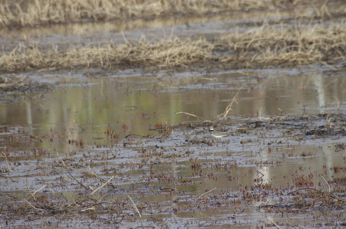 Killdeer - ML629370839