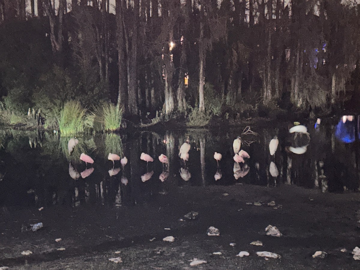 Roseate Spoonbill - ML629370877