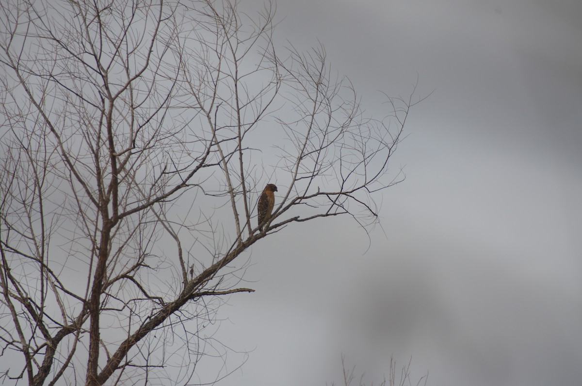 Red-shouldered Hawk - ML629370927