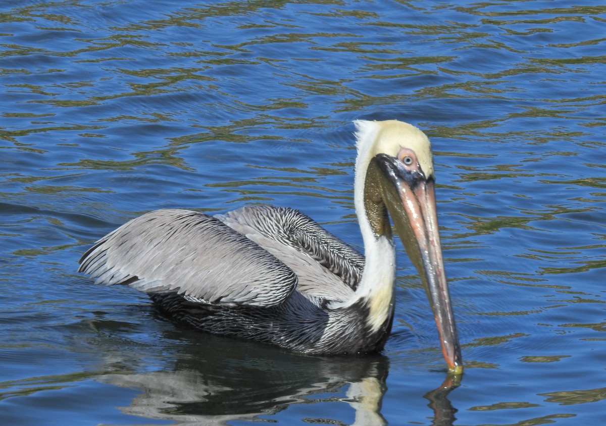 Brown Pelican - ML629370930
