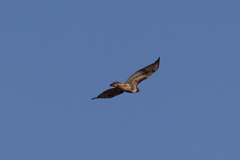 Red-tailed Hawk - ML629371057