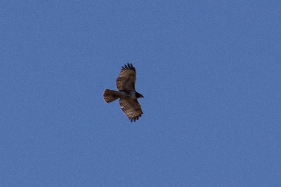 Red-tailed Hawk - ML629371058