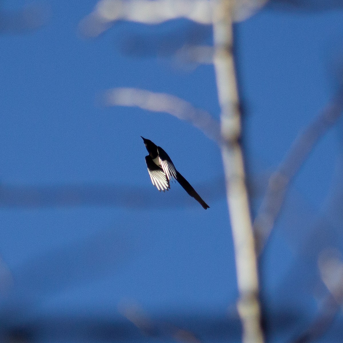 Black-billed Magpie - ML629371071