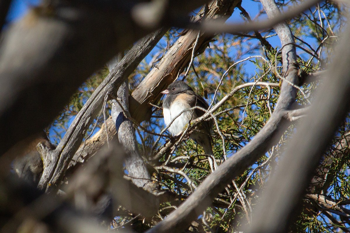 Dark-eyed Junco - ML629371114