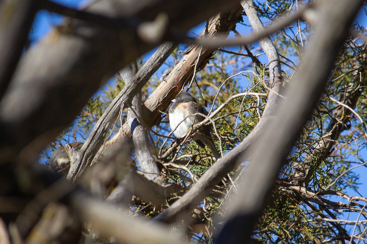 Dark-eyed Junco - ML629371116
