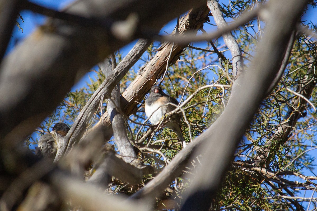 Dark-eyed Junco - ML629371117