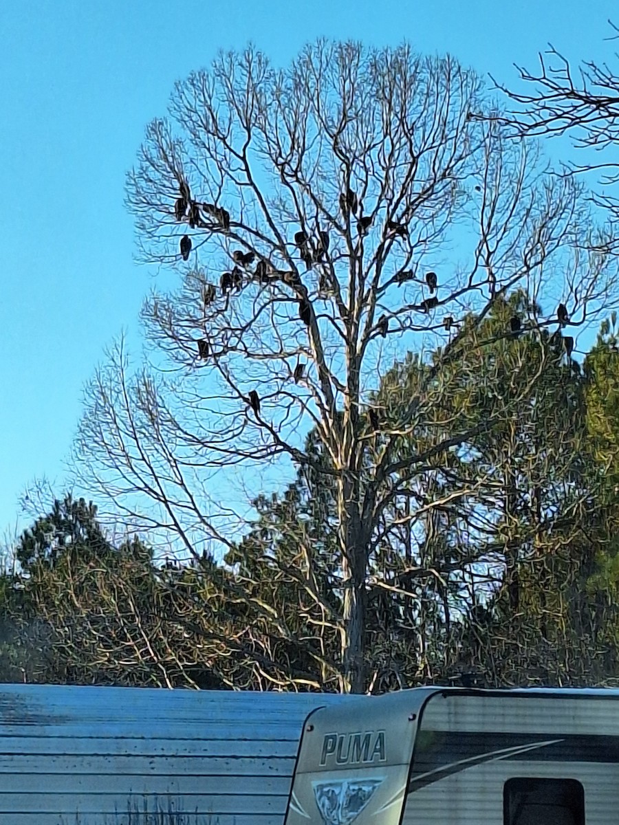 Turkey Vulture - ML629371123