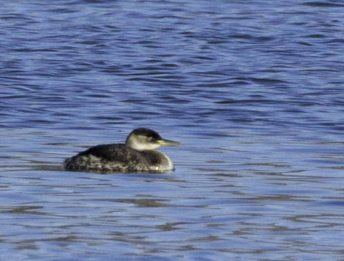 Red-necked Grebe - ML629371127
