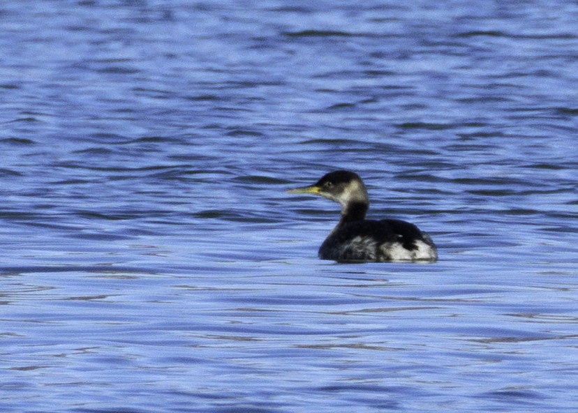 Red-necked Grebe - ML629371128
