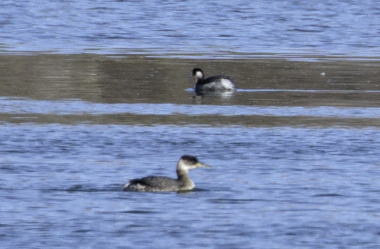 Eared Grebe - ML629371204