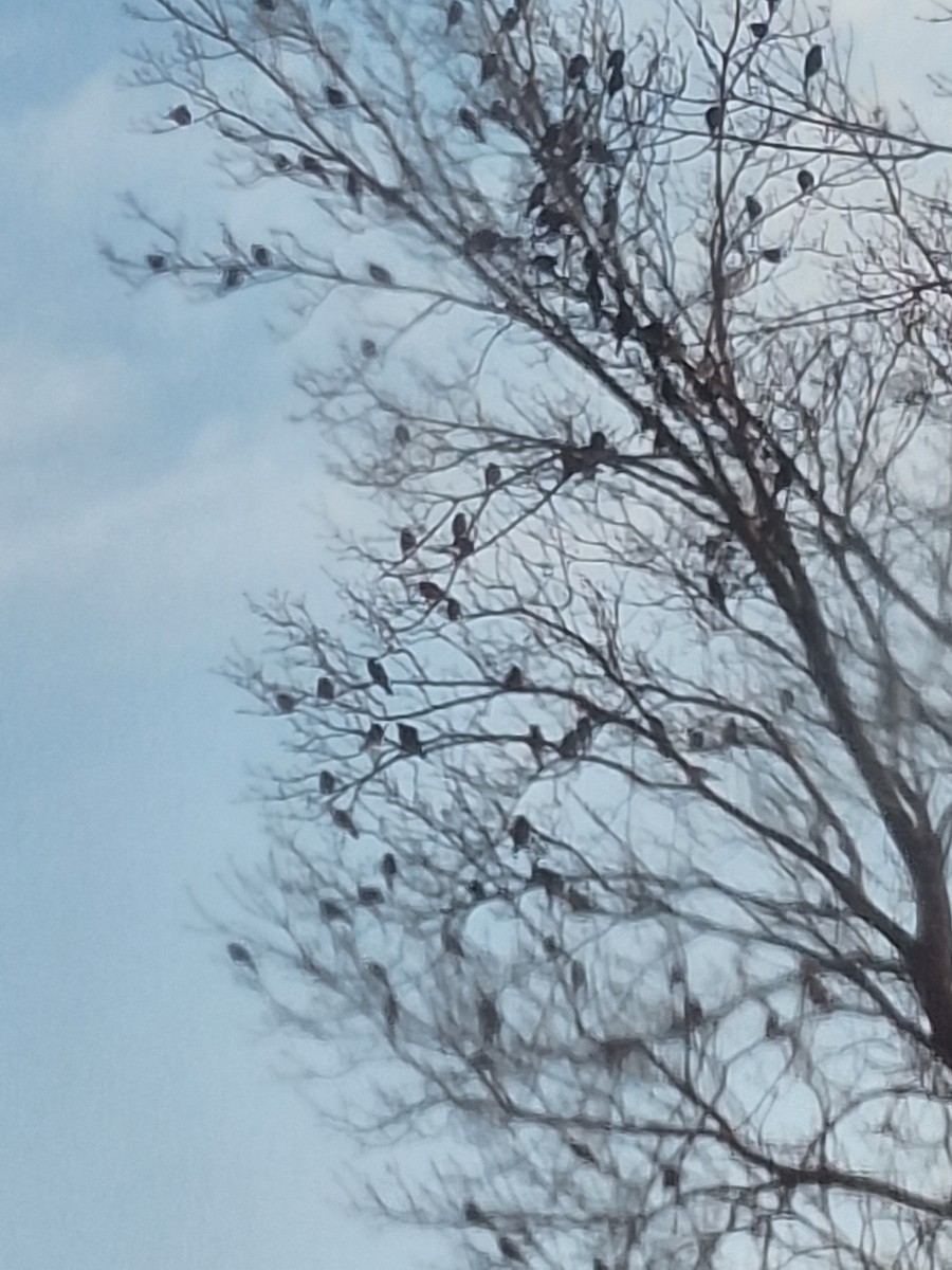 Common Grackle - ML629371243