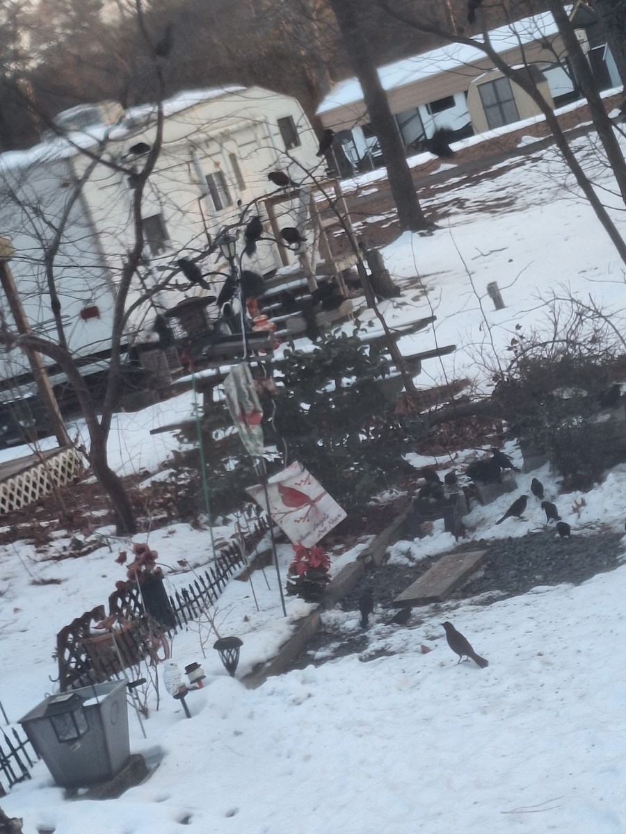 Common Grackle - ML629371244