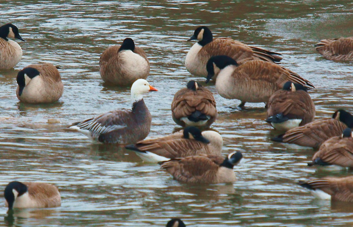 Snow Goose - ML629371621