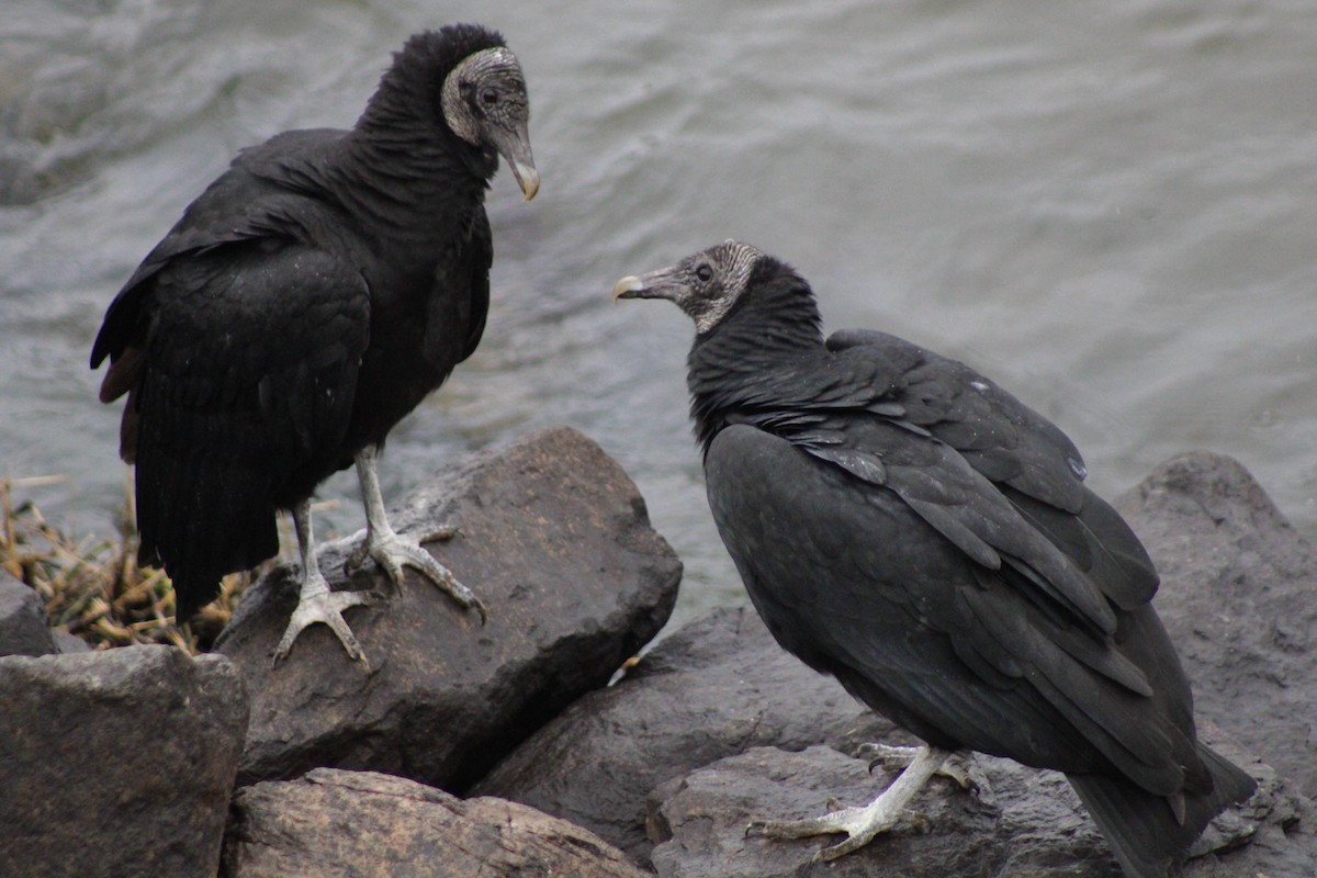 Black Vulture - ML629371657