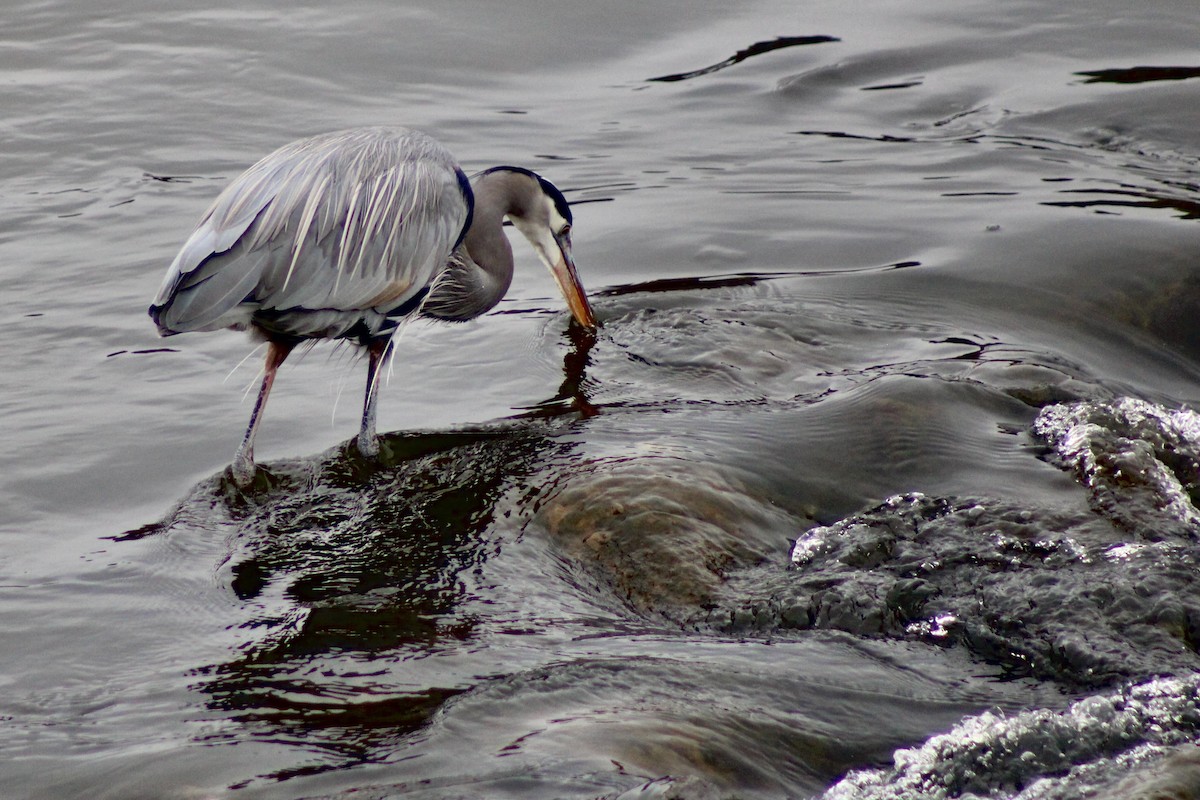 Great Blue Heron - ML629371671