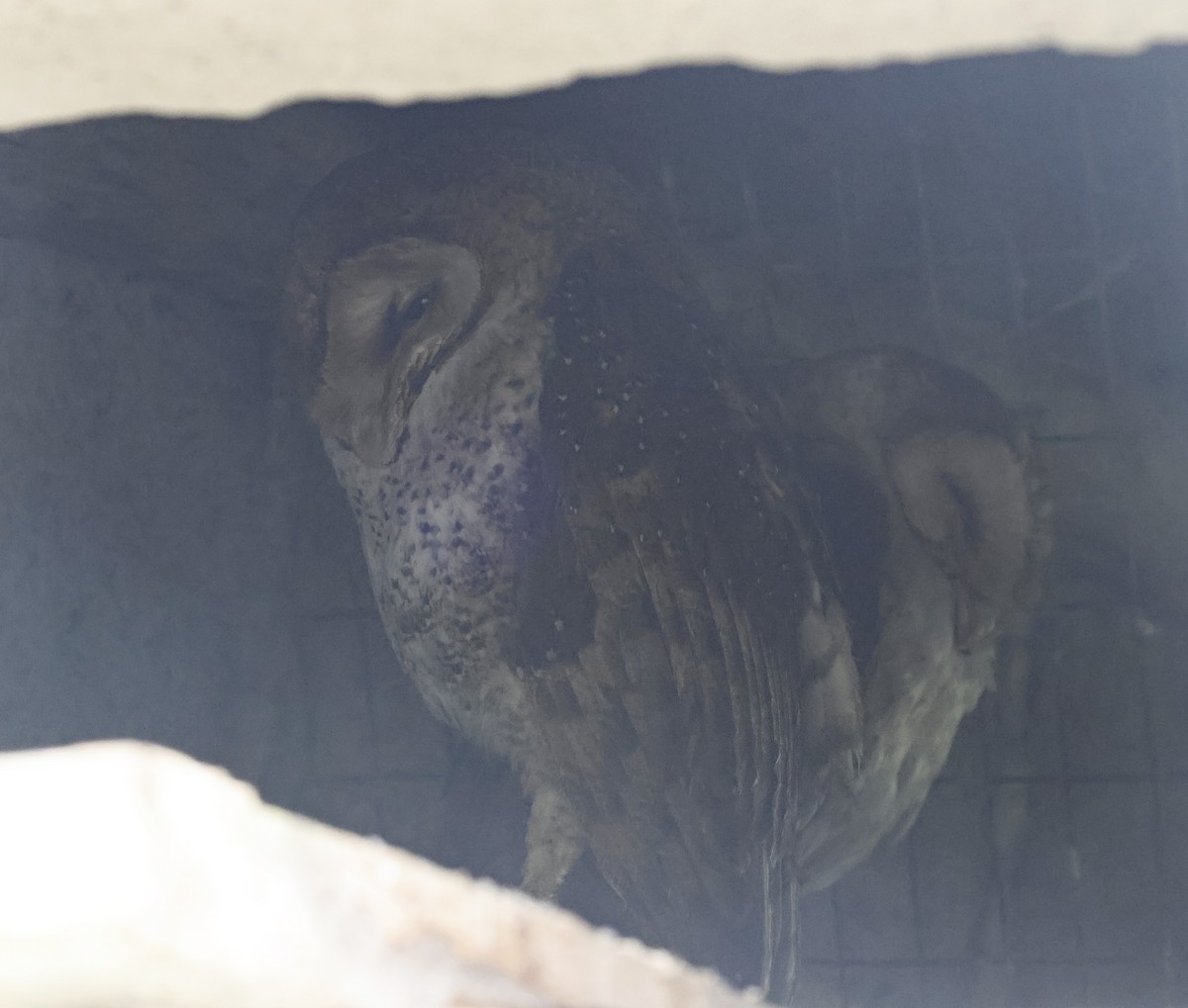 American Barn Owl (Galapagos) - ML629371940