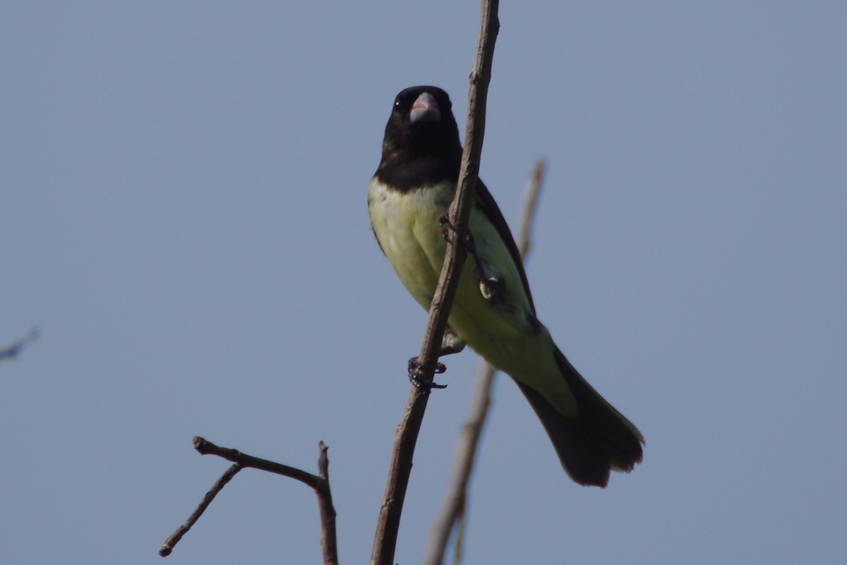 Yellow-bellied Seedeater - ML629372080