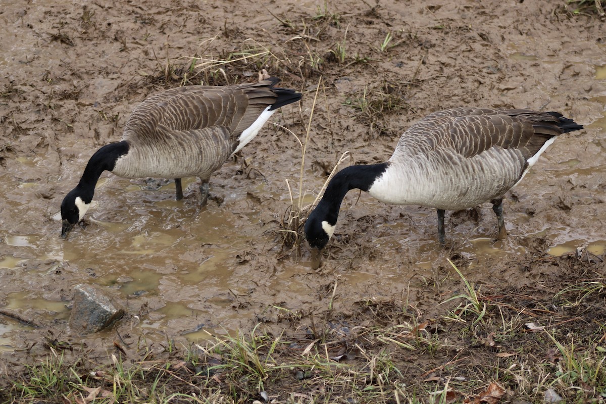 Canada Goose - ML629372091