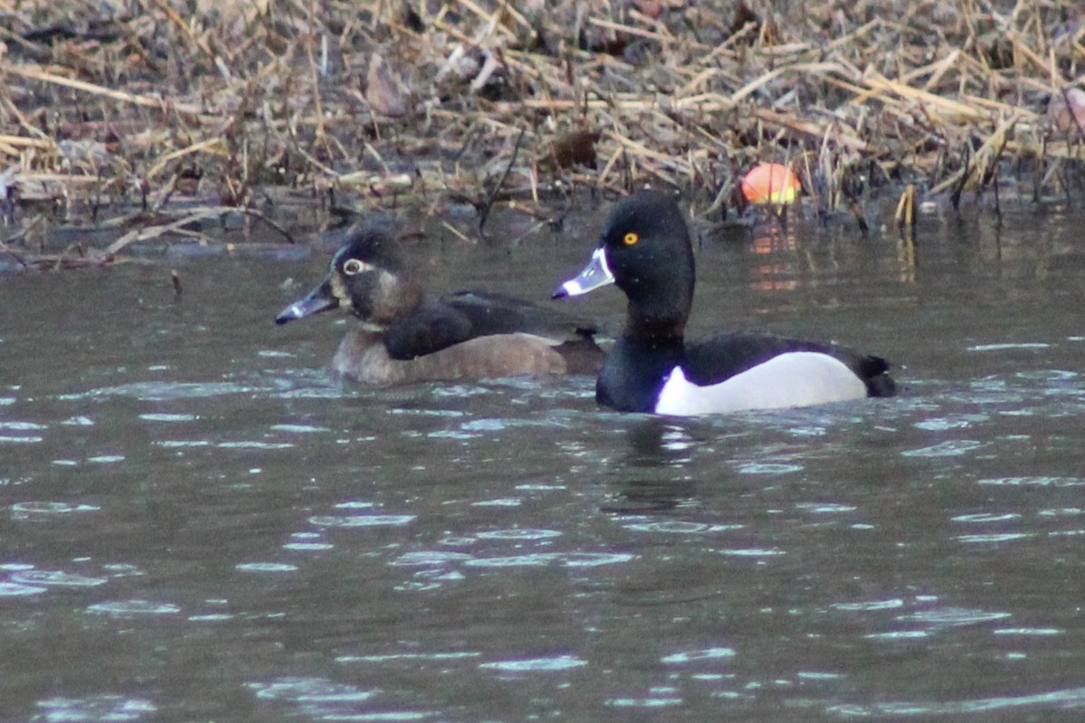 Ring-necked Duck - ML629372100