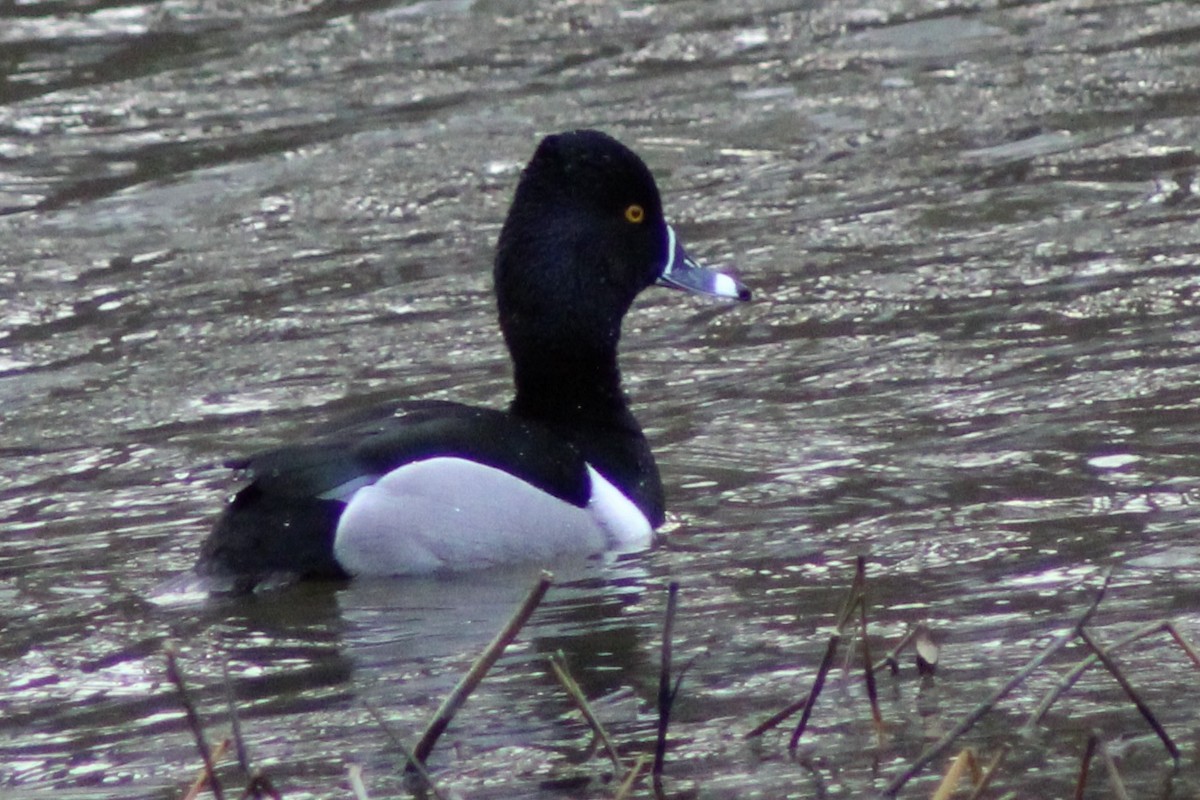 Ring-necked Duck - ML629372103