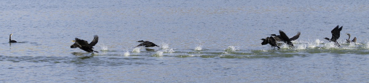 Double-crested Cormorant - ML629372245