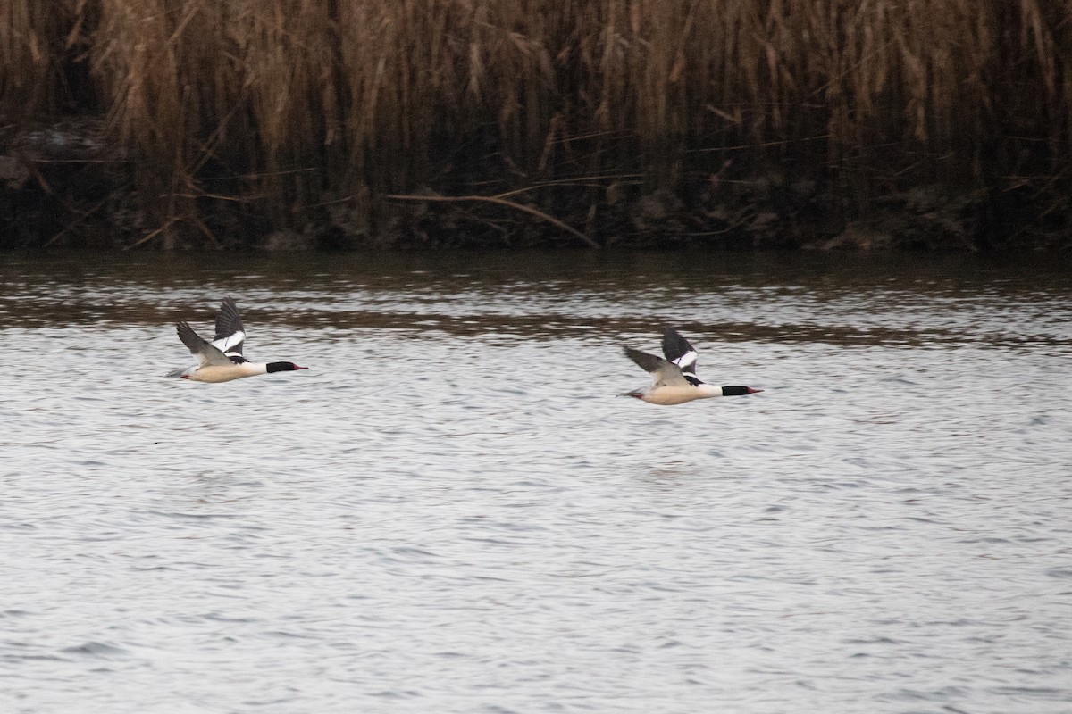 Common Merganser - ML629372322