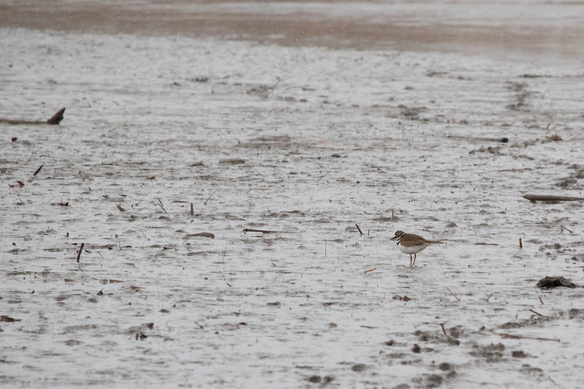 Killdeer - ML629372330