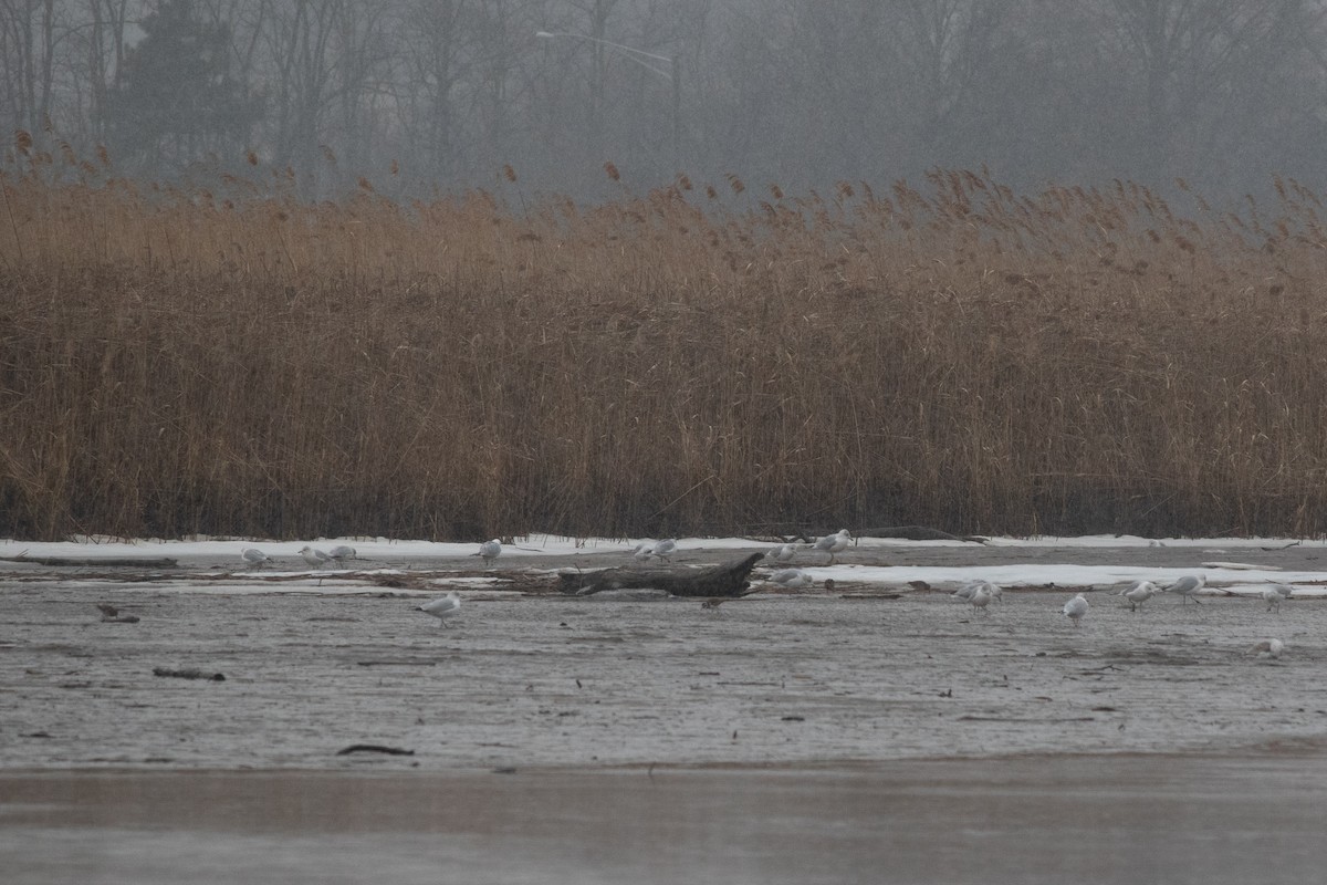 Wilson's Snipe - ML629372345