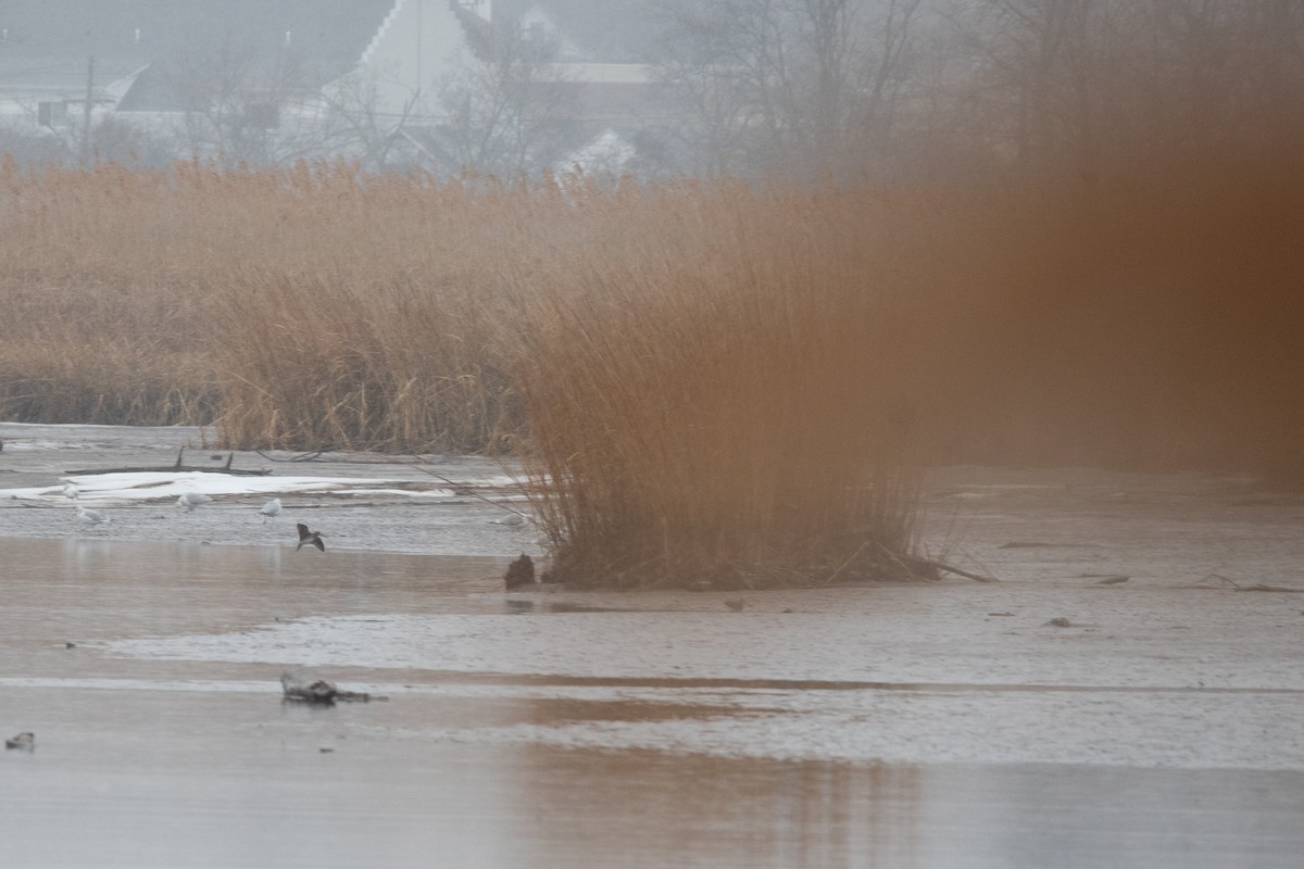 Wilson's Snipe - ML629372347