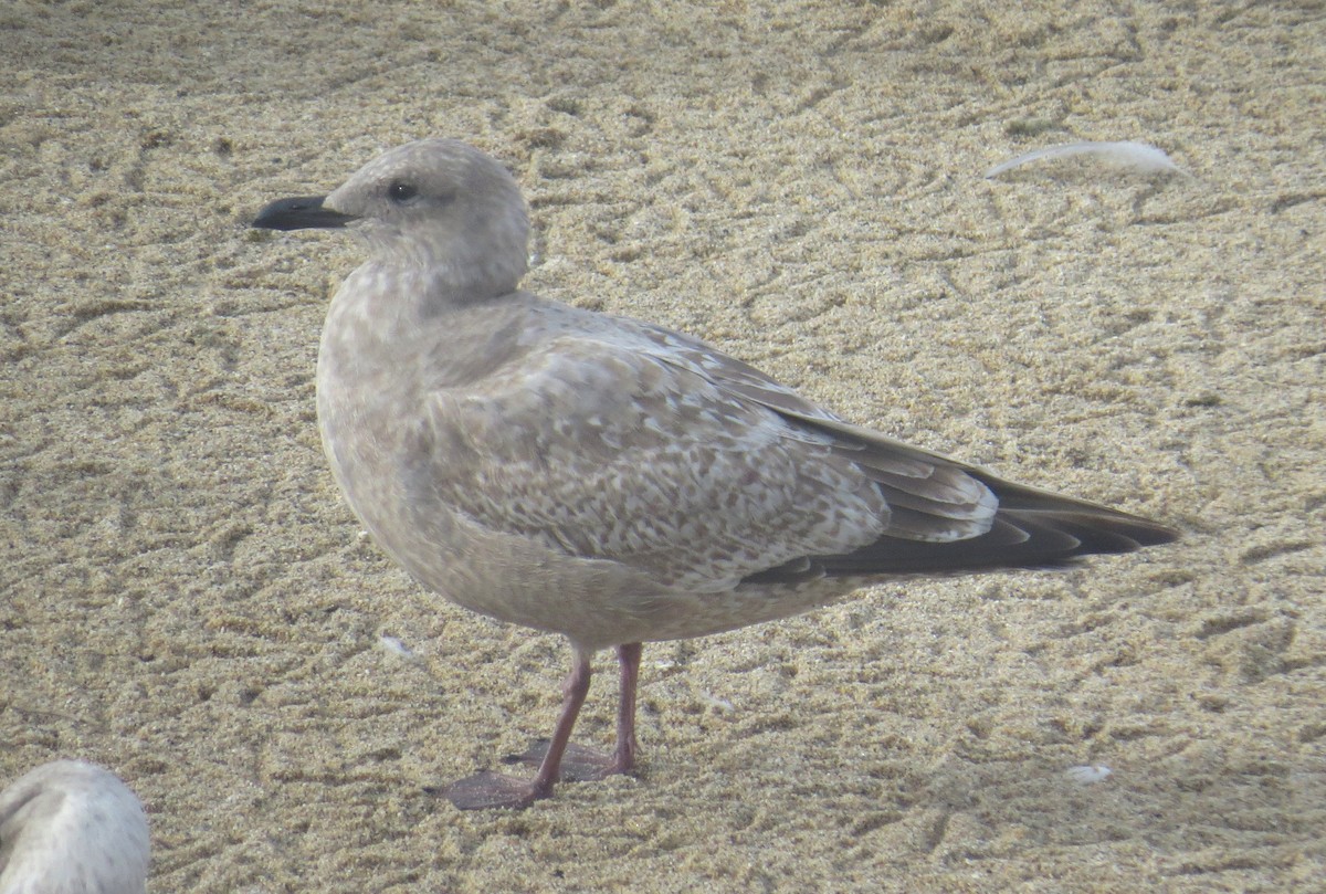 Iceland Gull (Thayer's) - ML629372353