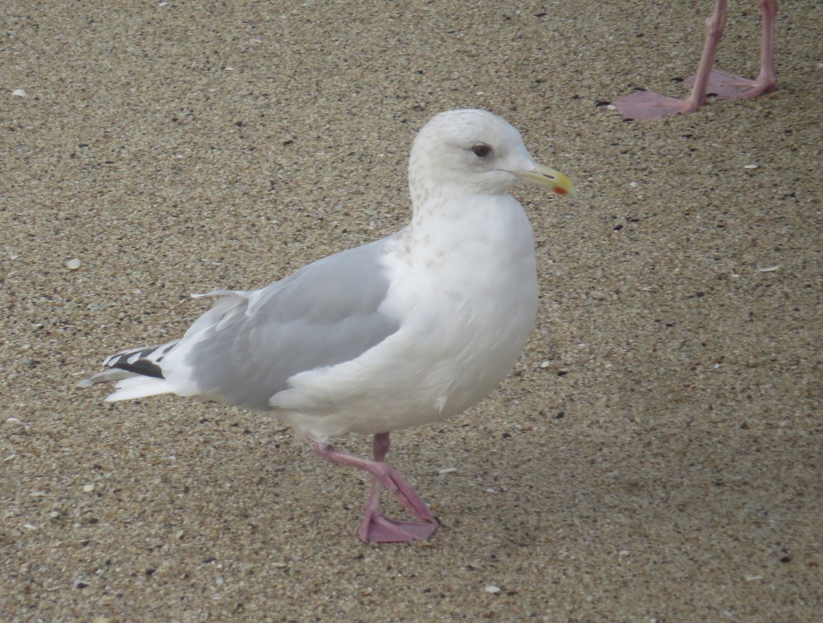 Iceland Gull (Thayer's) - ML629372385