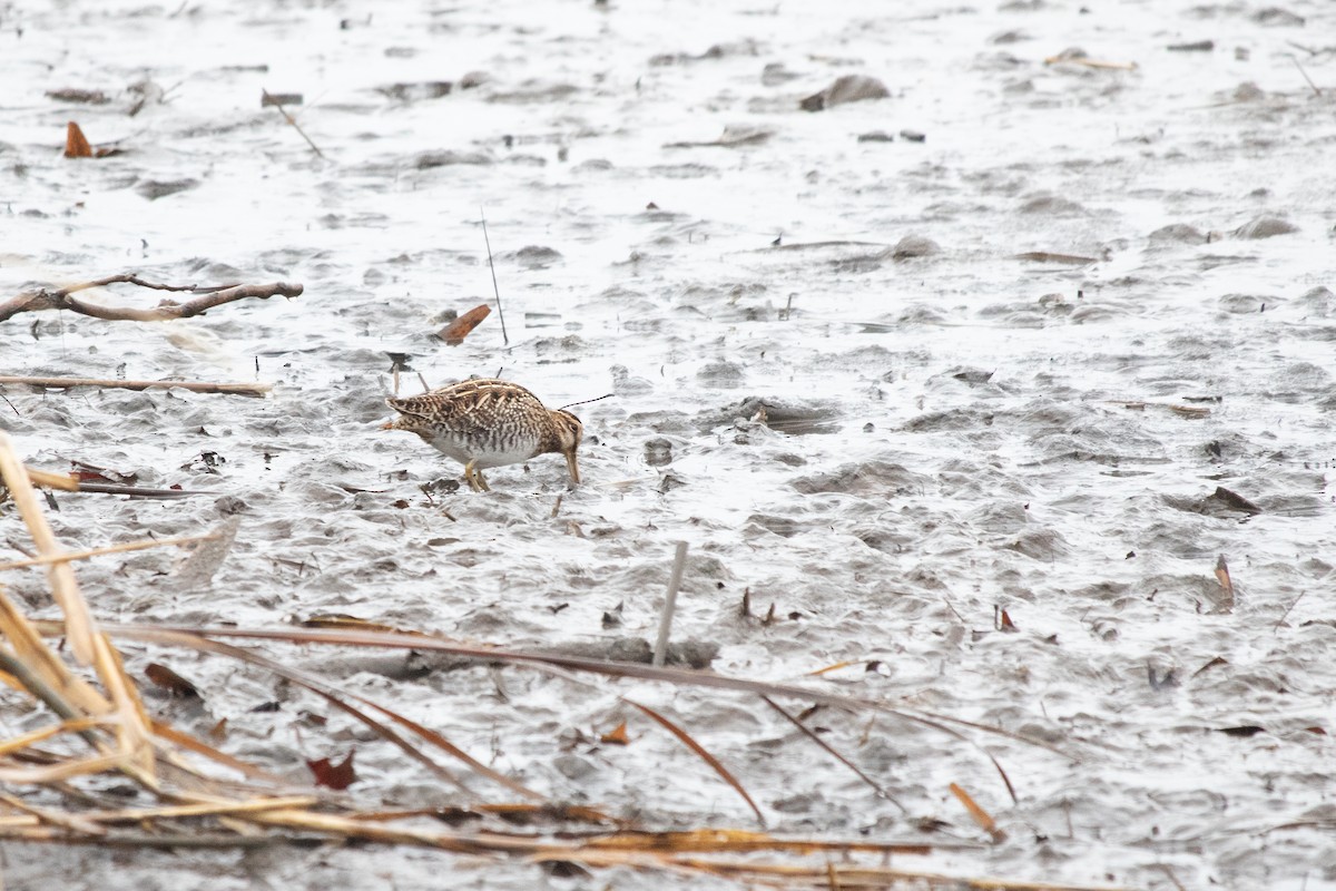 Wilson's Snipe - ML629372415