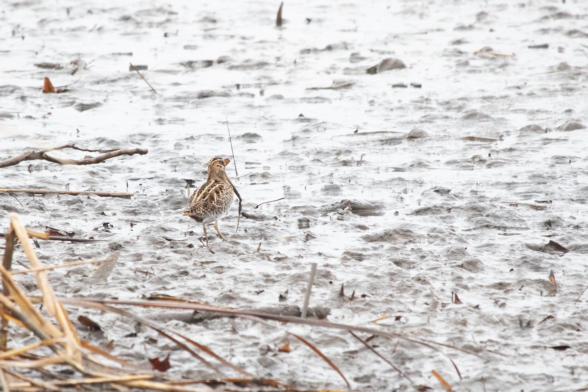 Wilson's Snipe - ML629372417