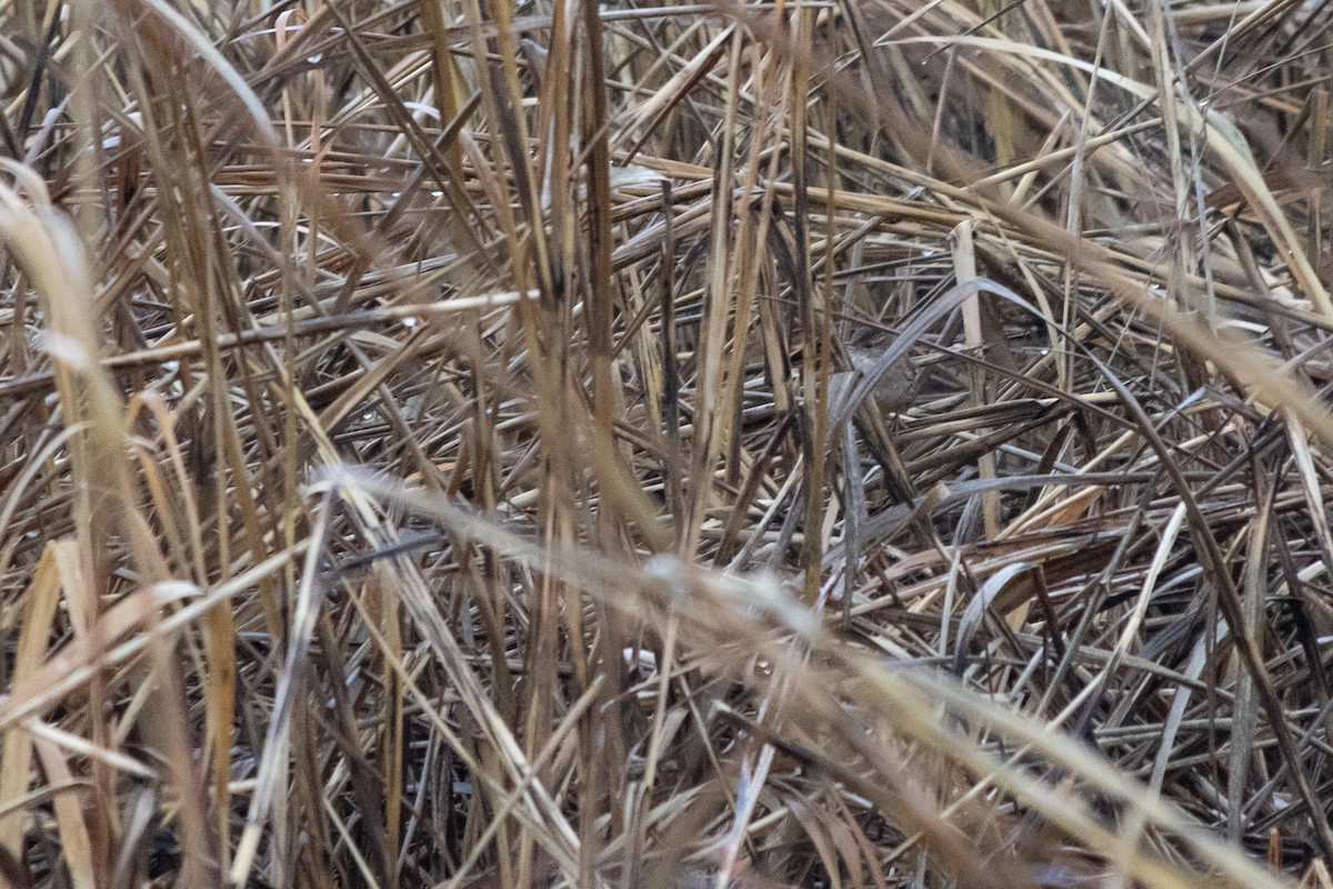 Marsh Wren - ML629372433