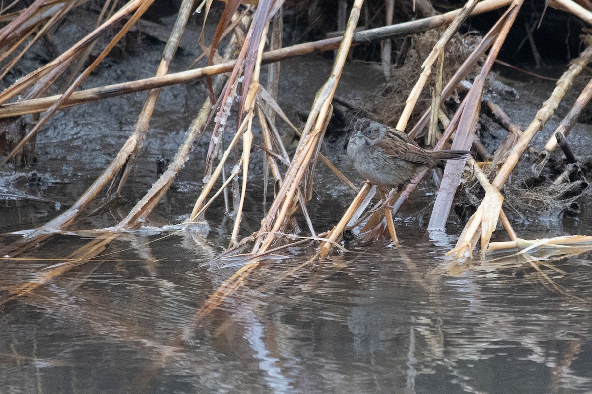 Swamp Sparrow - ML629372441