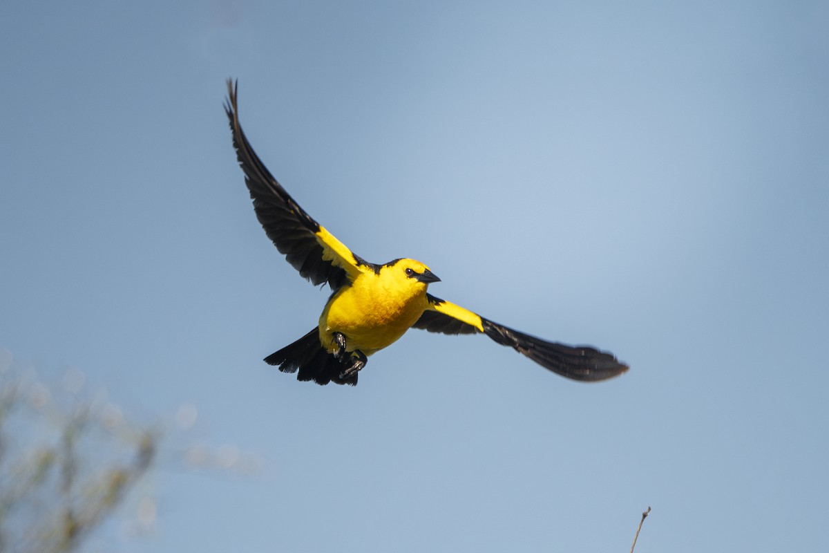 Saffron-cowled Blackbird - ML629372473