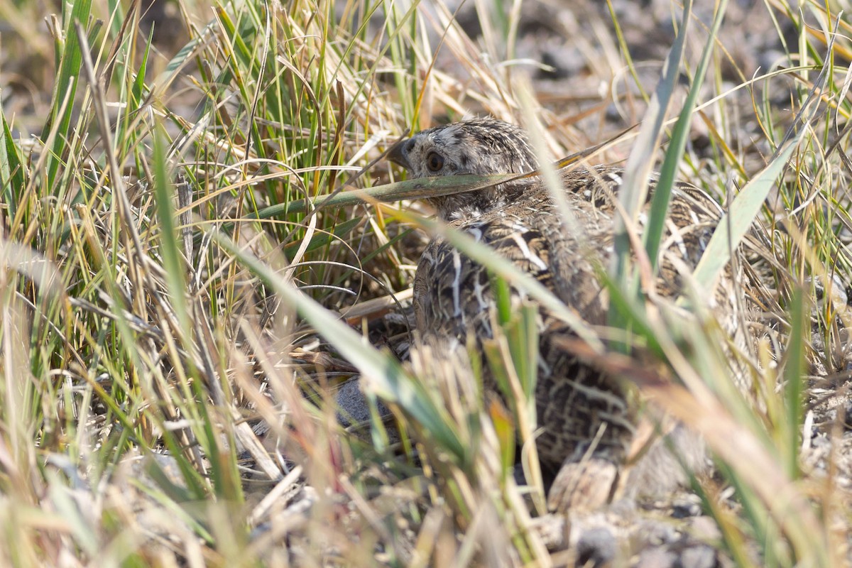 Daurian Partridge - ML629372571