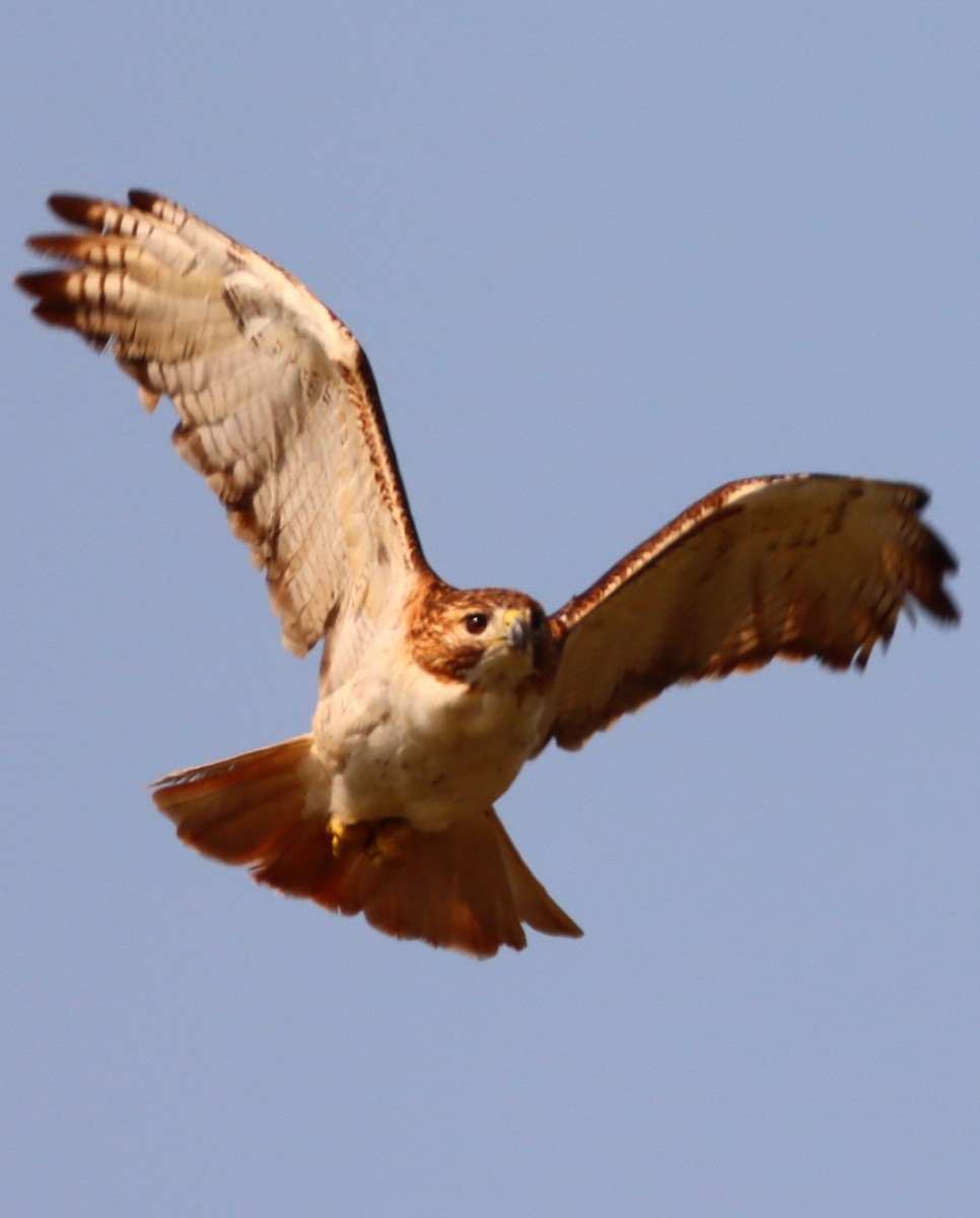 Red-tailed Hawk - ML629372756