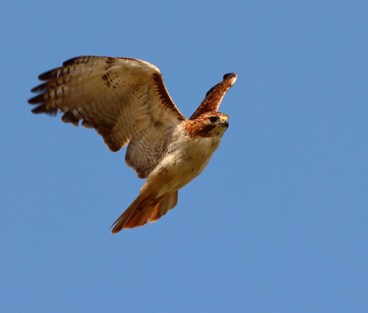 Red-tailed Hawk - ML629372757