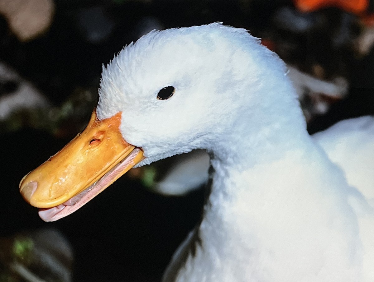 マガモ（アヒル、家畜） - ML629372872
