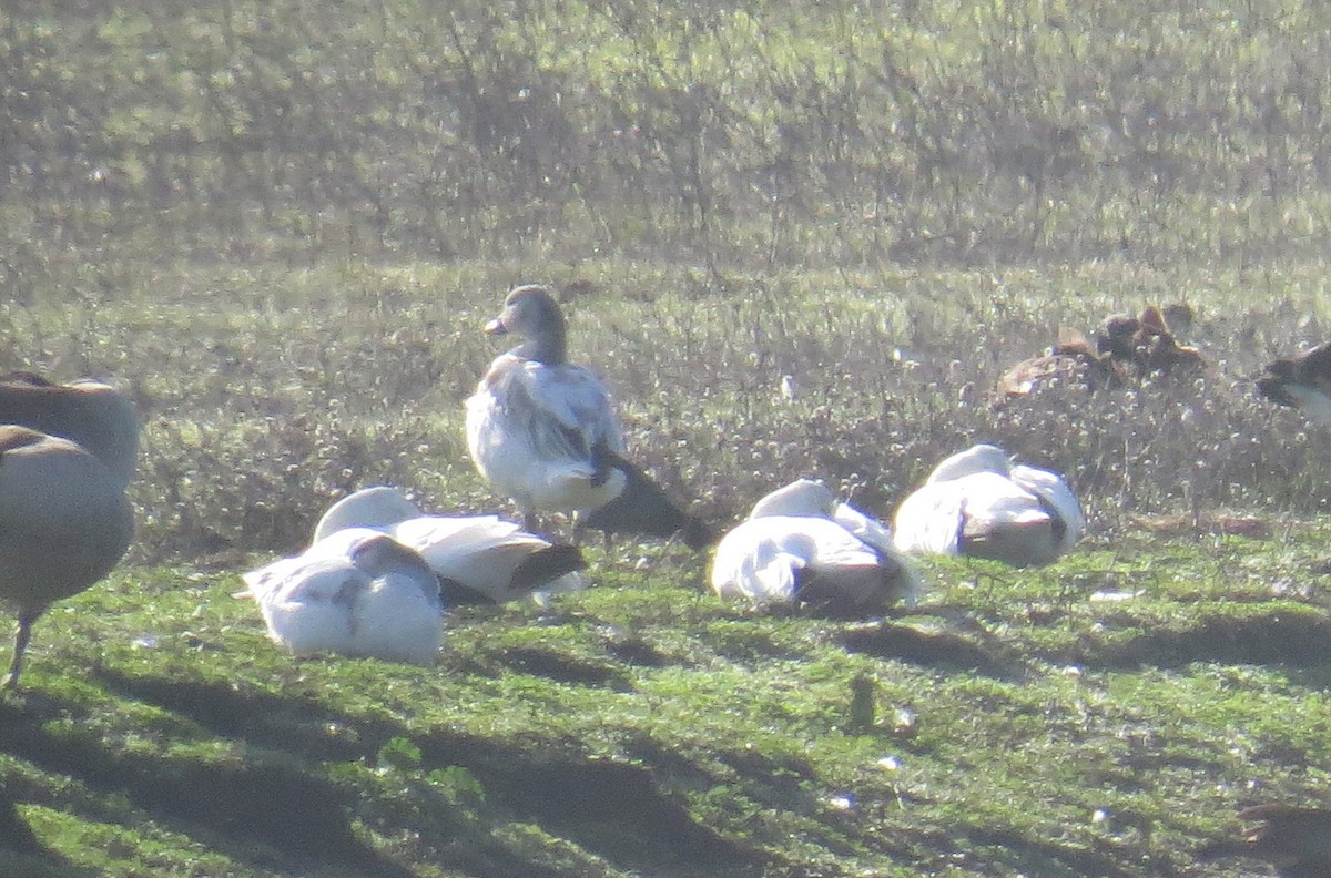 Snow Goose - ML629372908
