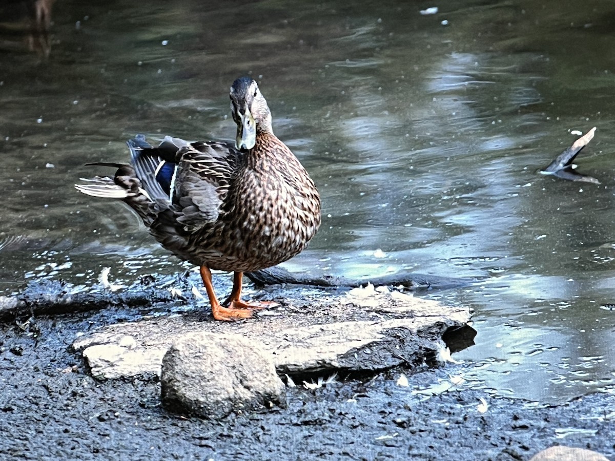 マガモ - ML629372926