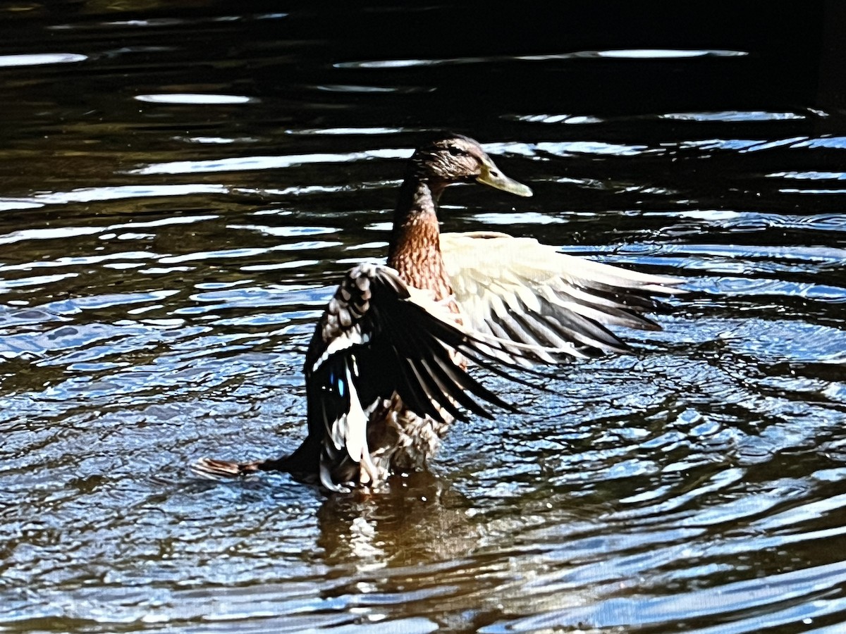 マガモ - ML629372927