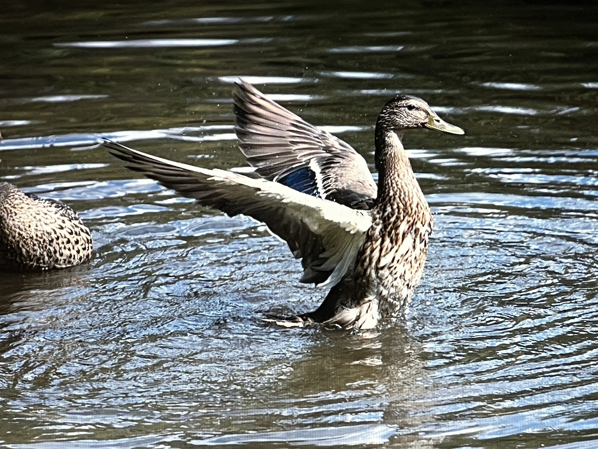 マガモ - ML629372928