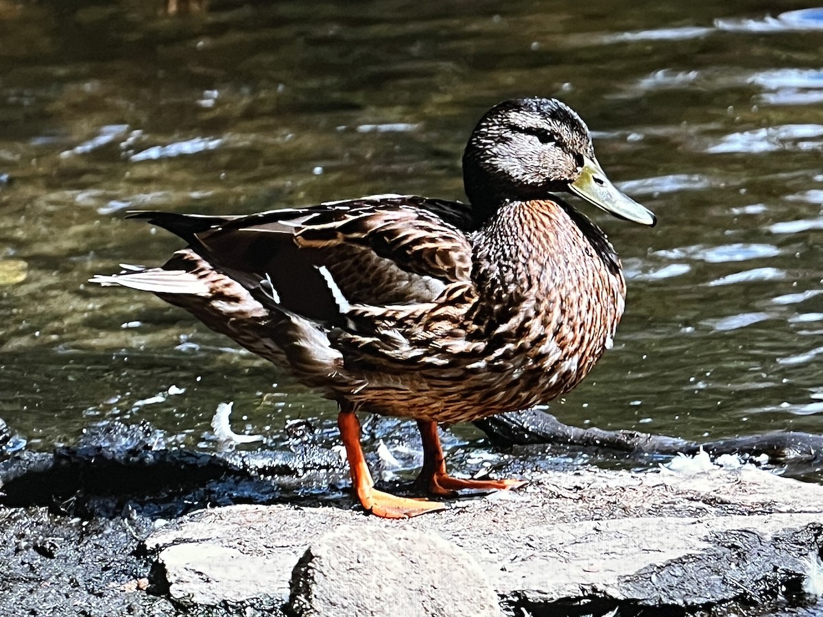 マガモ - ML629372929