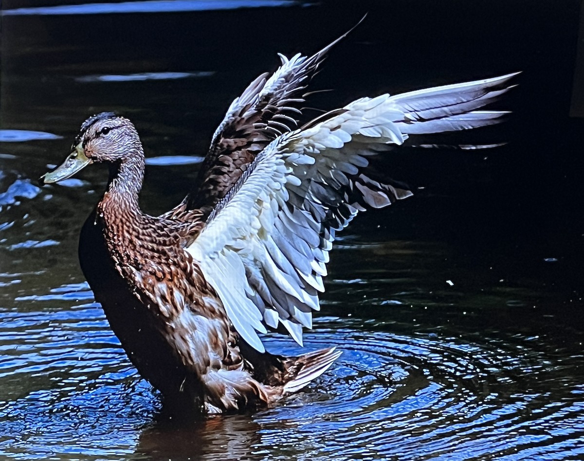 マガモ - ML629372931