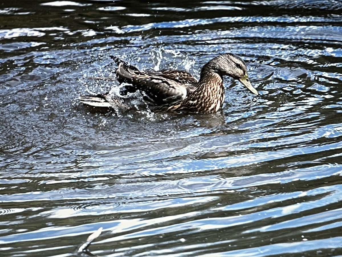 マガモ - ML629372933