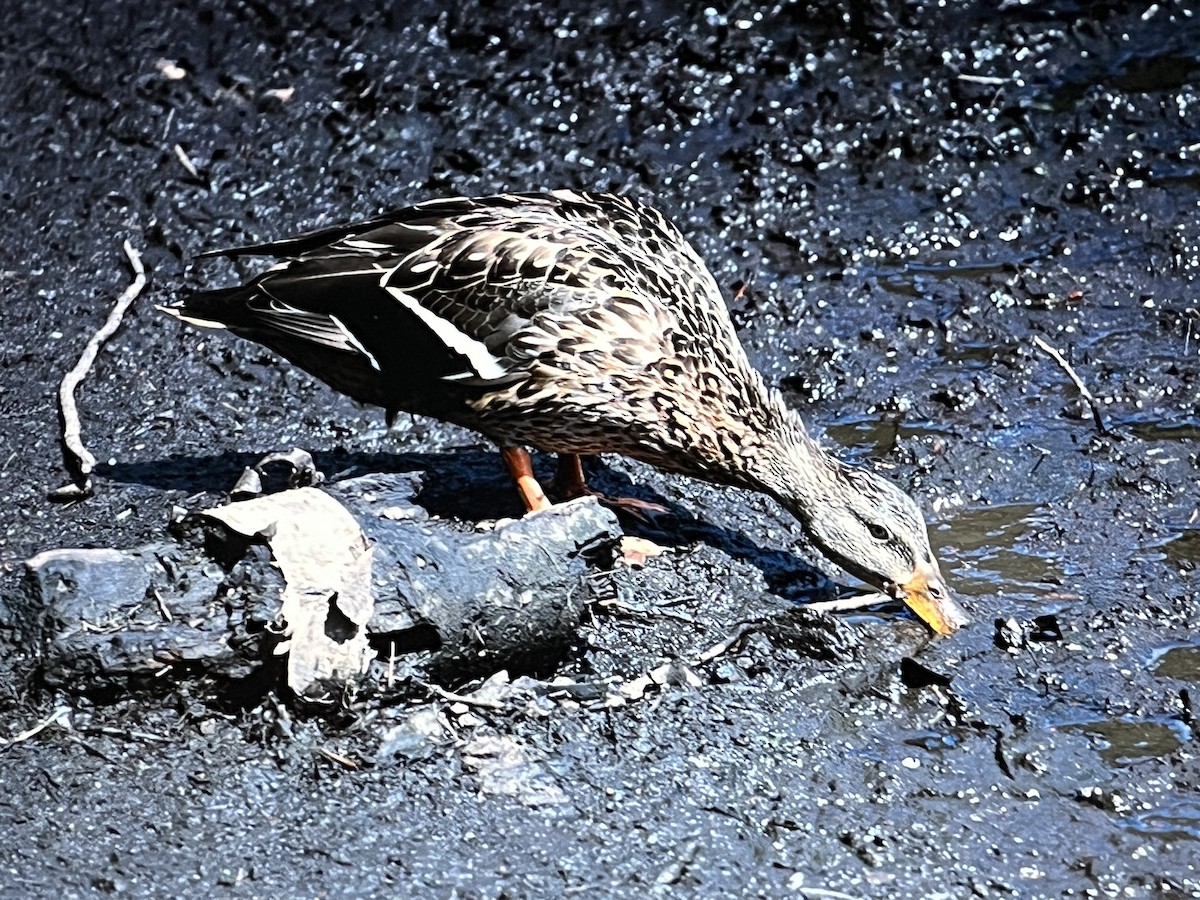 マガモ - ML629372936