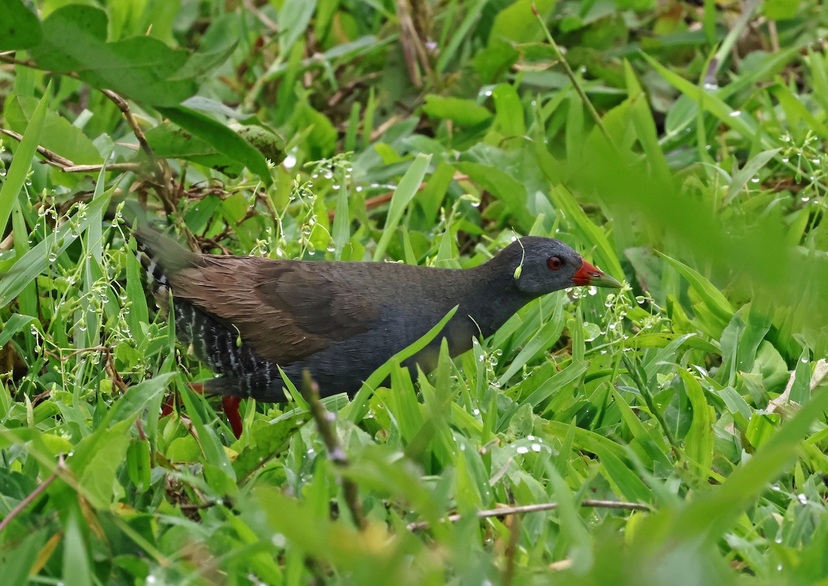 Paint-billed Crake - ML629372979