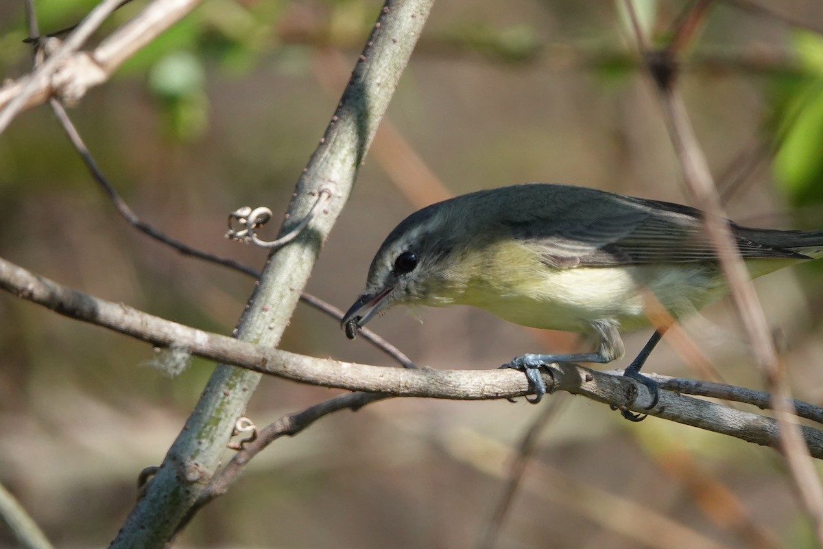 Philadelphia Vireo - ML629373026